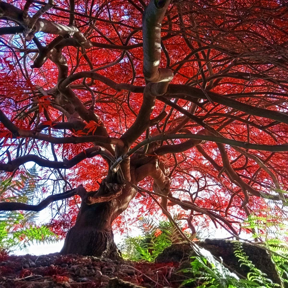 Japanese Maple by paulmay109
