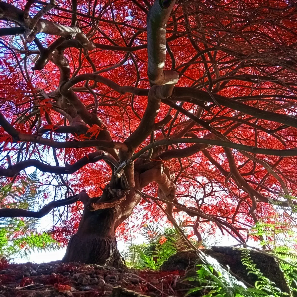 Discover the Beauty and Versatility of Dwarf Japanese Maples Also Called Acer Palmatum