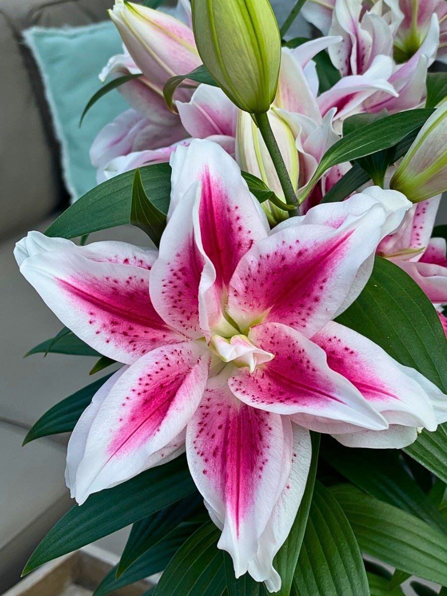 Which Are the Best Flowers Give to Your Mom on Mother&rsquo;s Day?