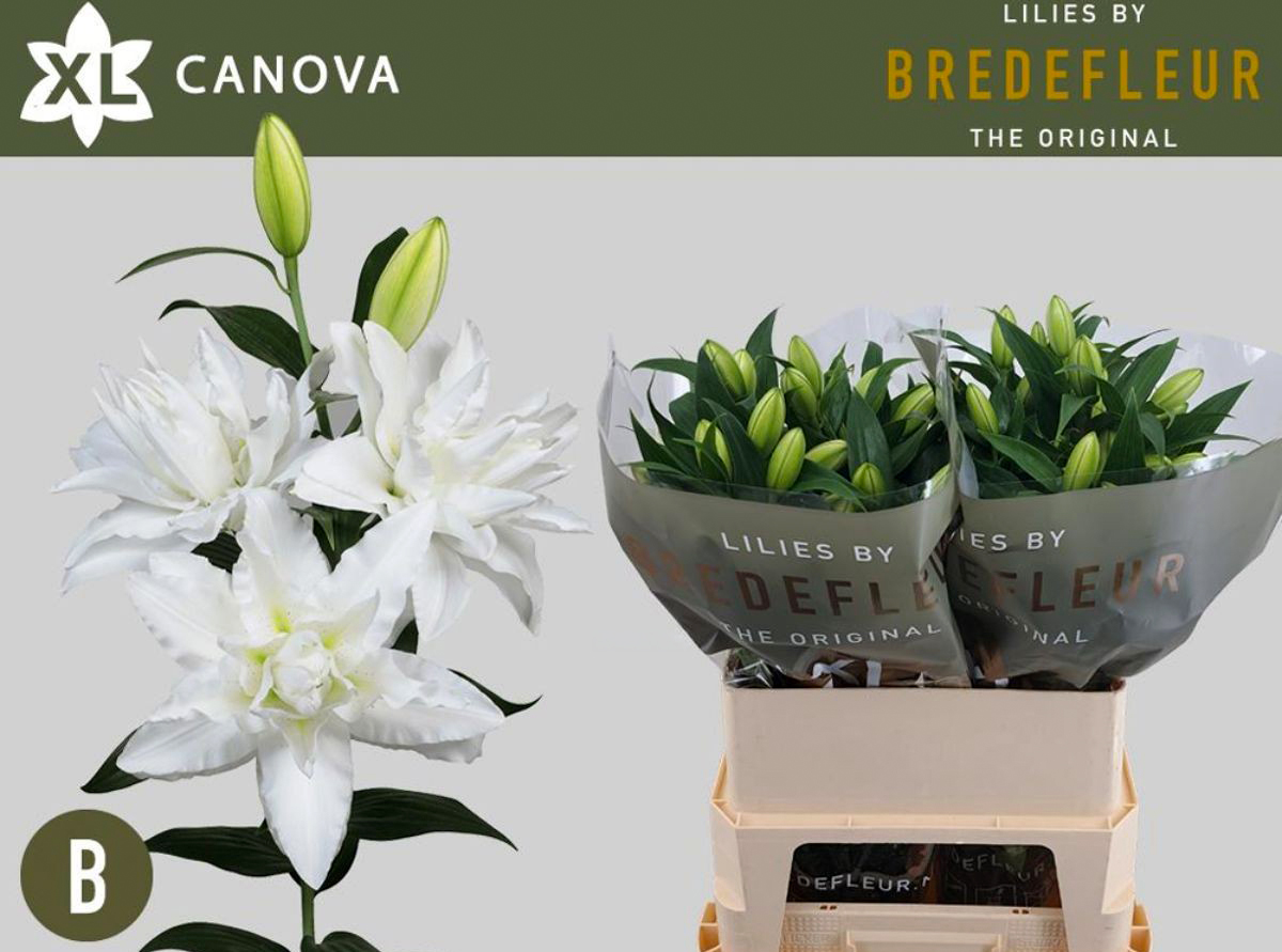 Bredefleur Lilium Canova