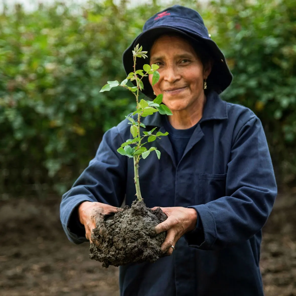 Rosaprima sustainability