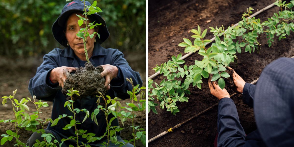 Rosaprima sustainability program