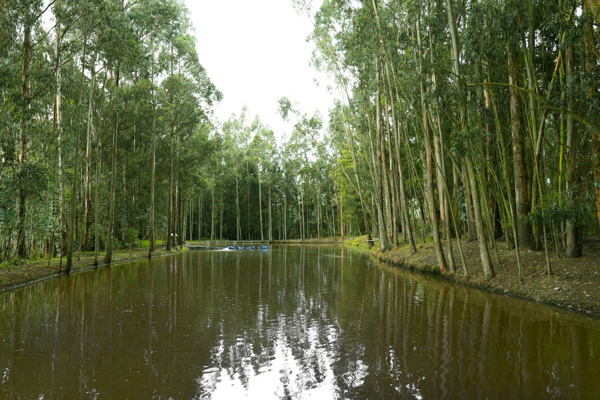 Water irrigation system Rosaprima