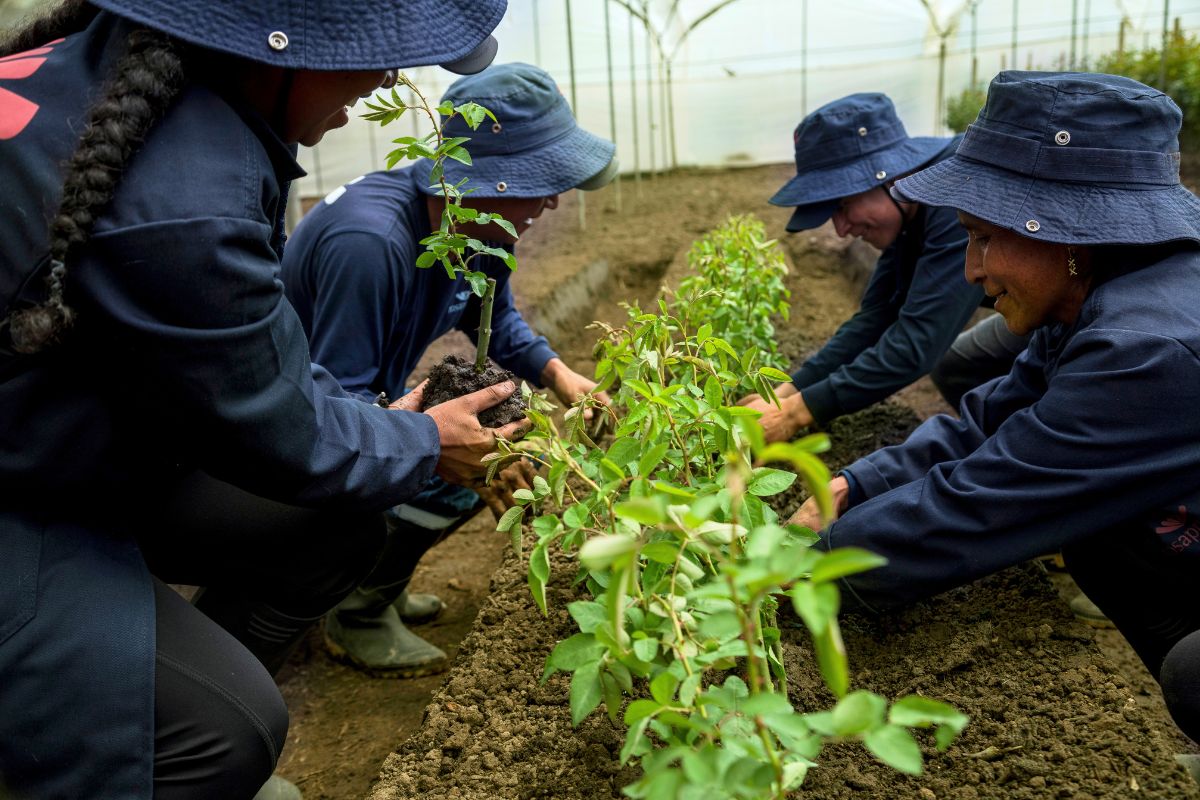 Rosaprima irrigation and harvest system