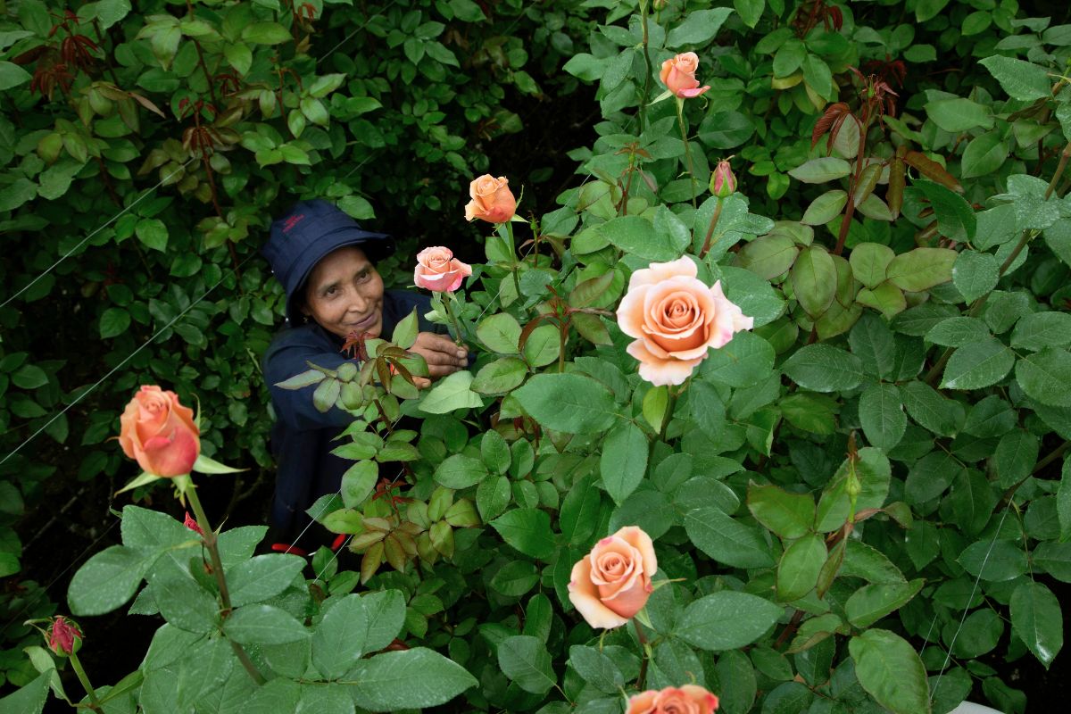 RP Moab in the Rosaprima farm