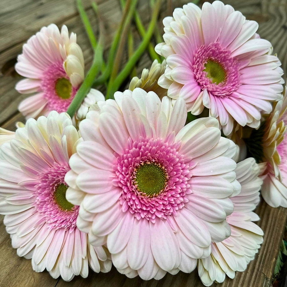 Why Do Some Cultures Avoid Certain Flowers?