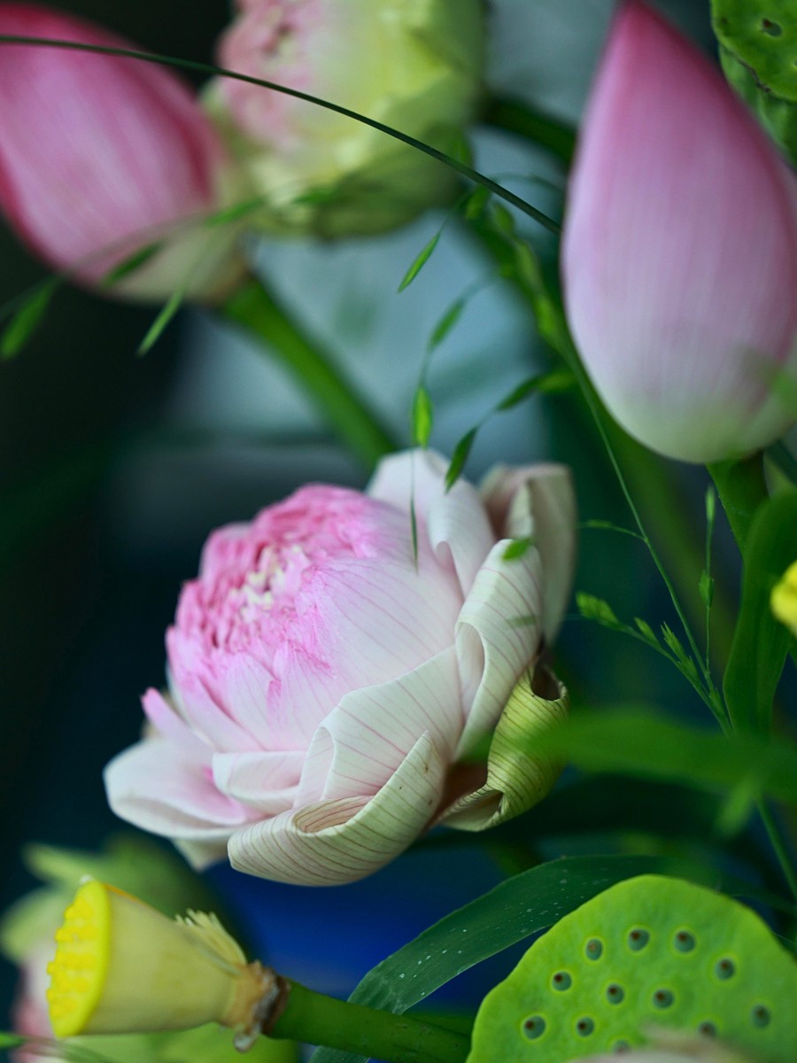 Why Some Cultures Avoid Certain Flowers