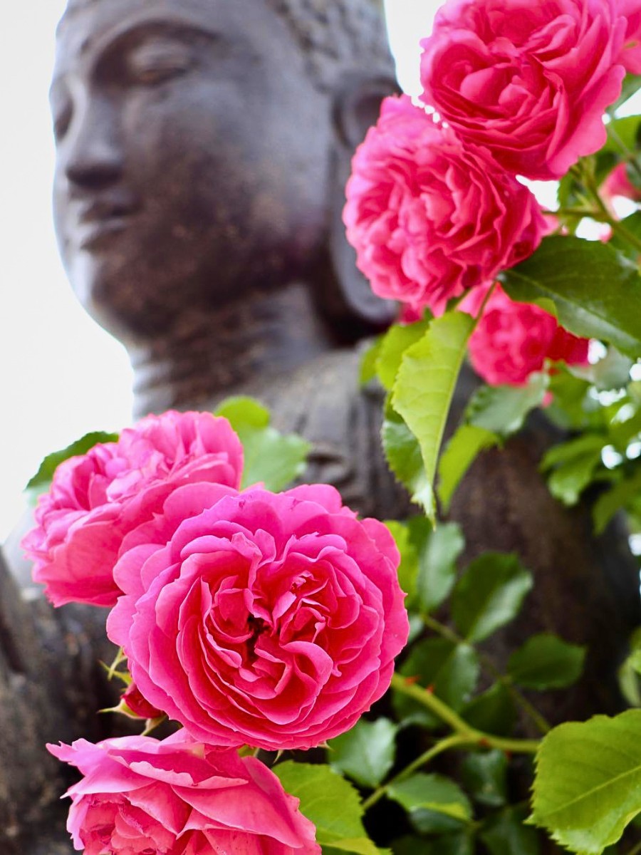 This Is Why Some Cultures Avoid Certain Flowers