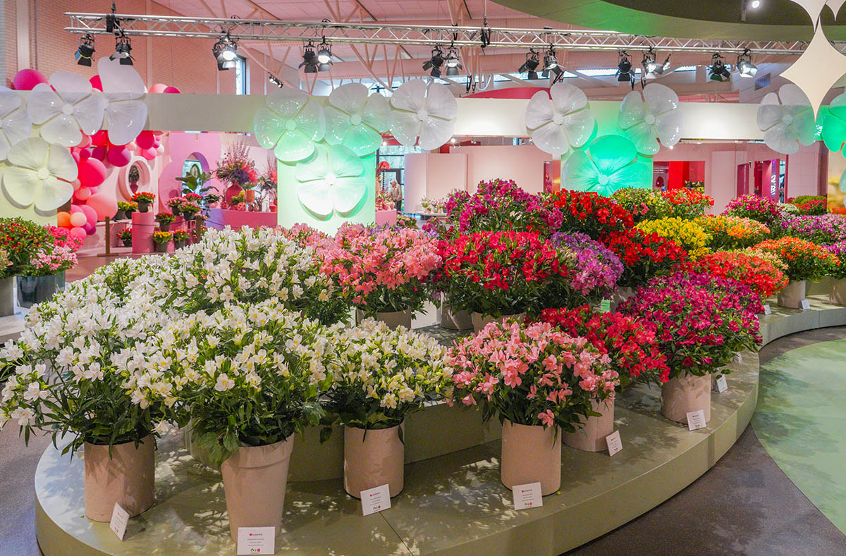 Keukenhof Alstroemeria Show overview