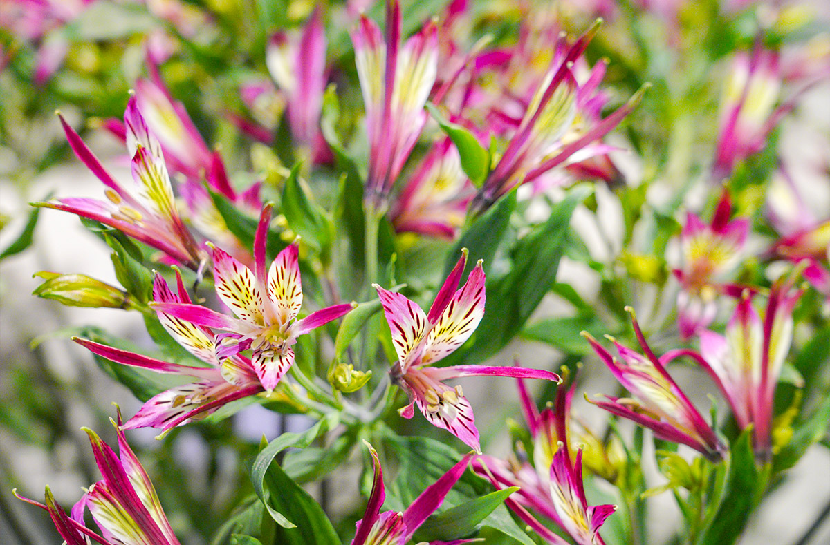 Keukenhof Show Alstroemeria 795951