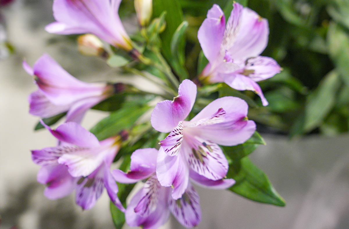 Keukenhof Show Alstroemeria North Sea