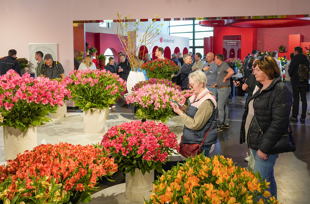 Keukenhof Alstroemeria Show consumer visitors