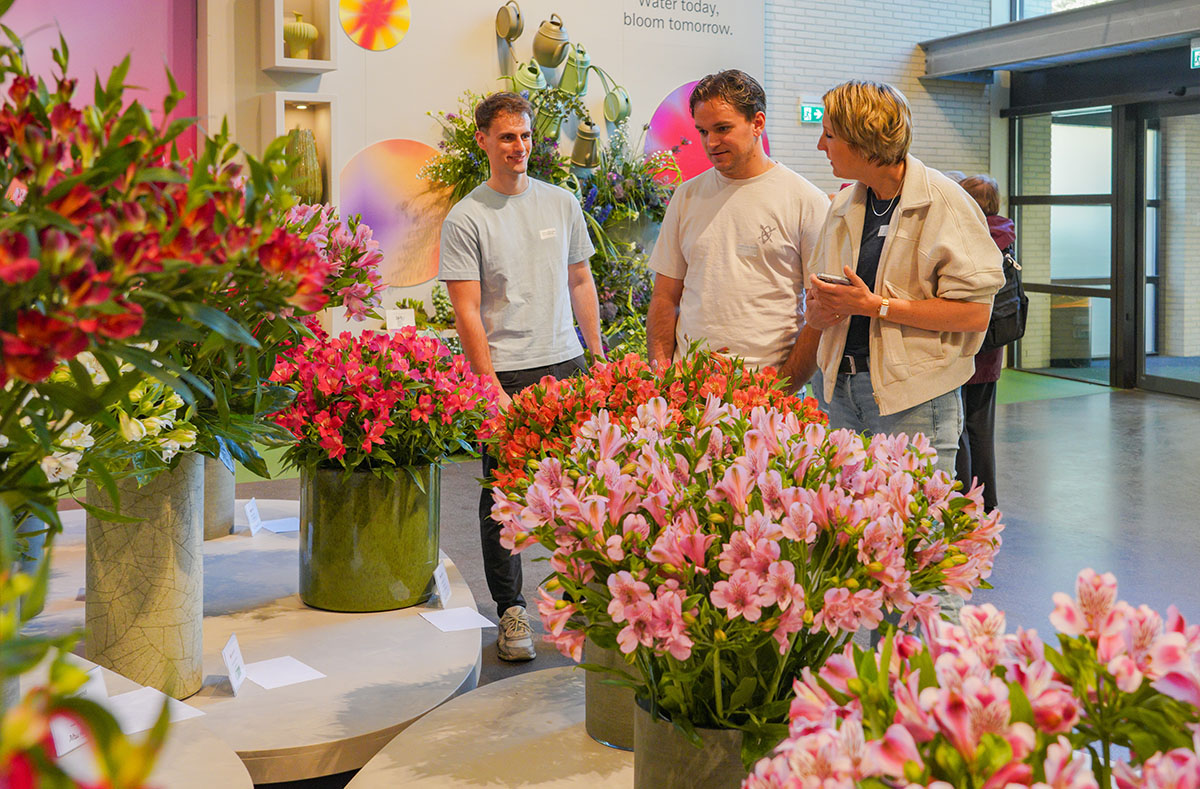 Keukenhof Alstroemeria Show Karolien Tesselaar