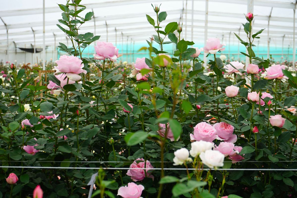 Alexandra Farms new varieties in greenhouse