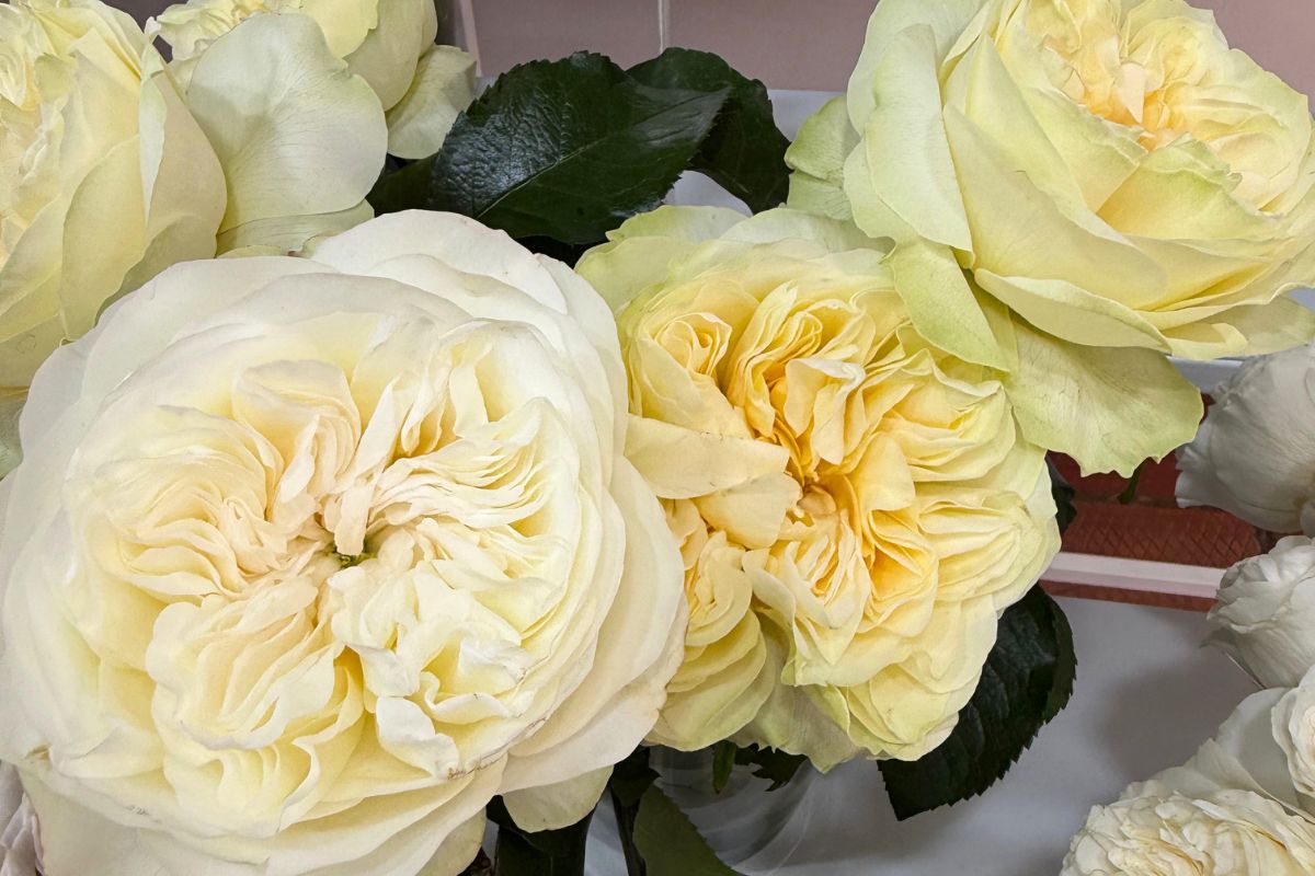 Rose Antonia Gardens