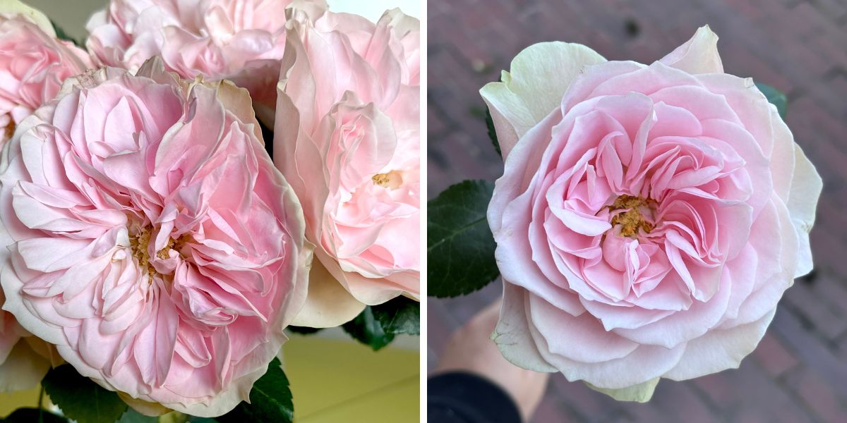 Rose Pimpinella by Alexandra Farms