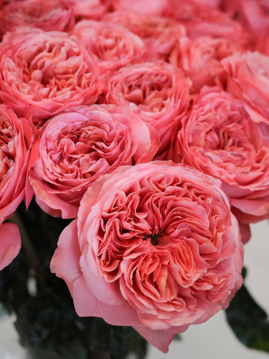 Rose Pink X Pression