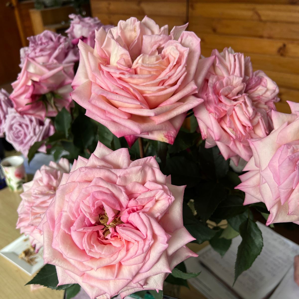 Rosas Amazing Tea Rose