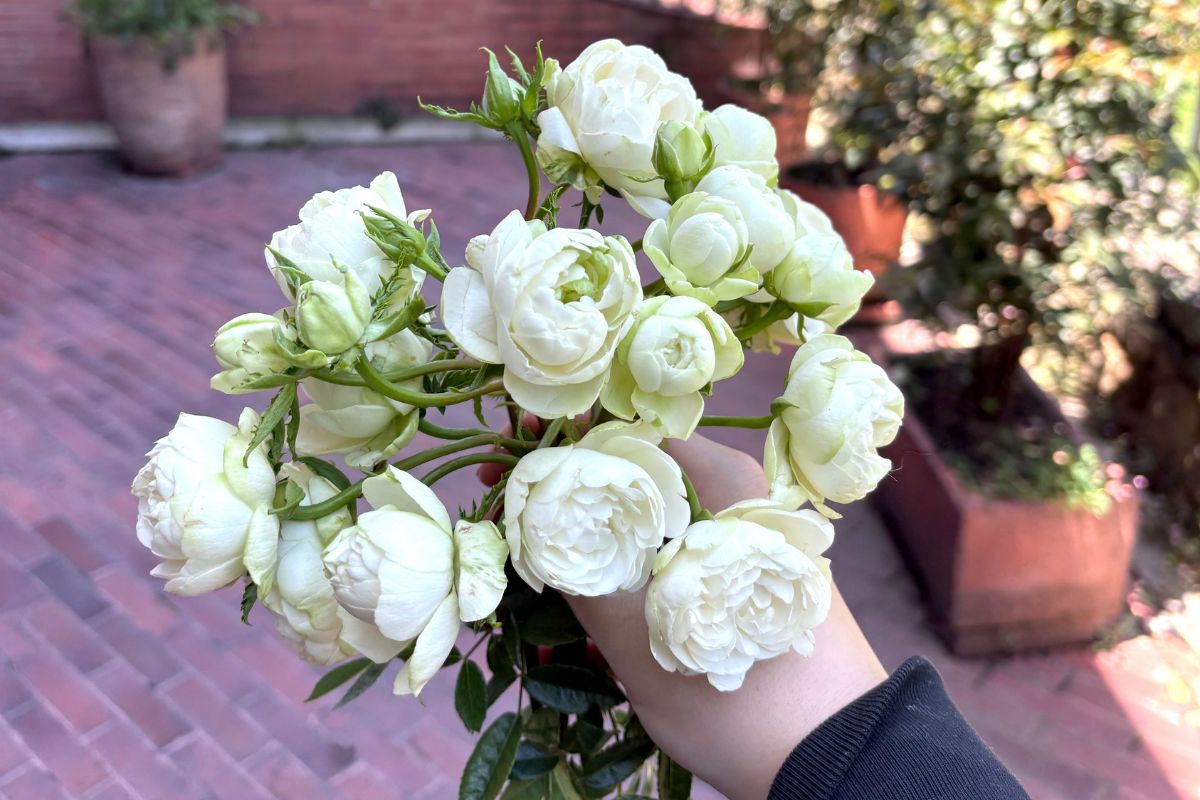 Rose Princess Shiro Spr