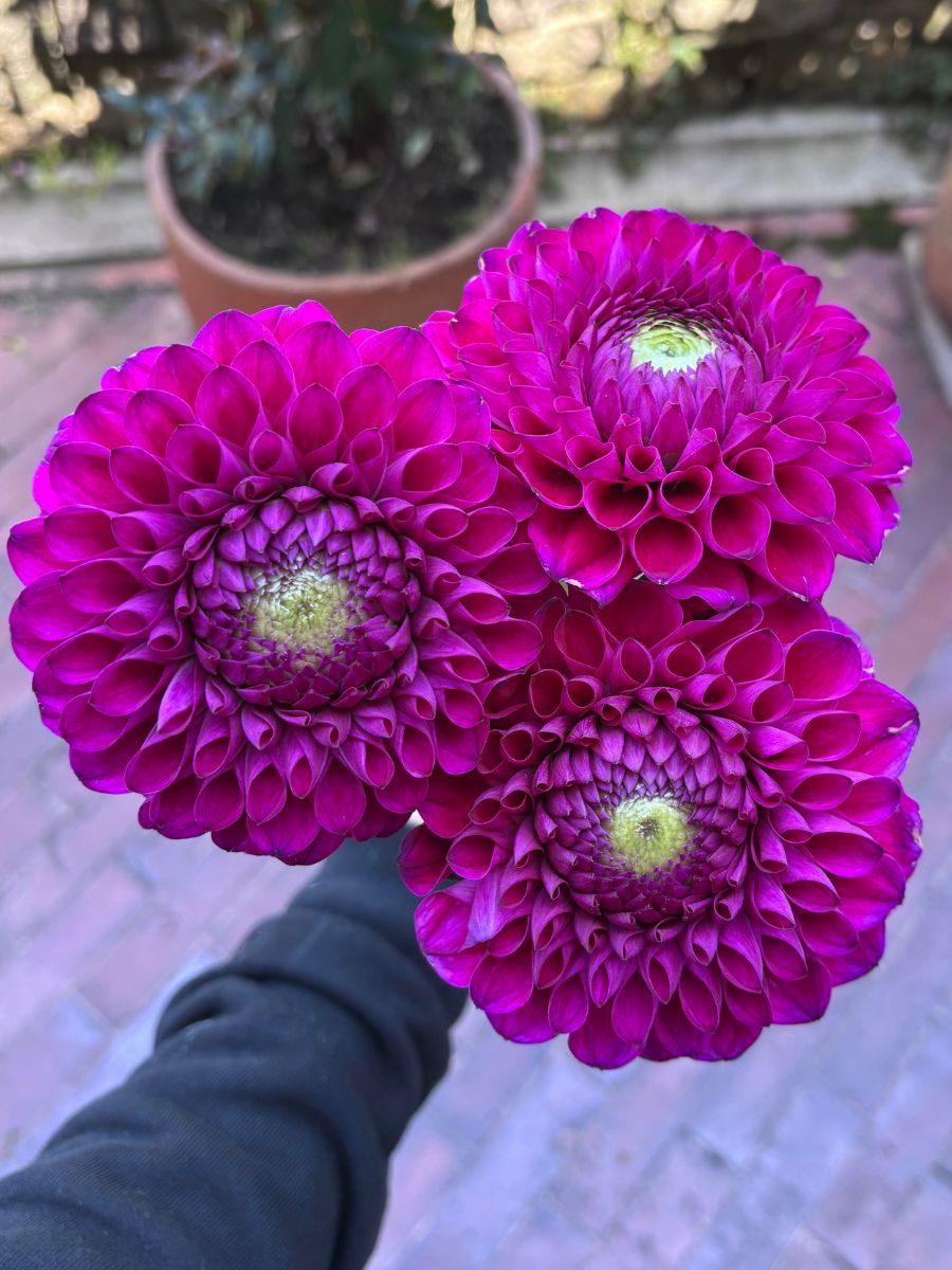 Cryfield Harmony dahlia by Alexandra Farms