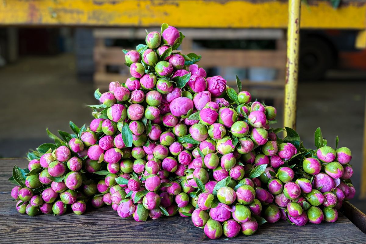 Pink peonies ready for bloom