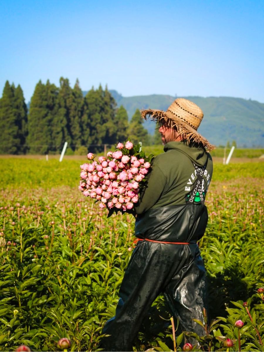 CFG peonies grown in Oregon