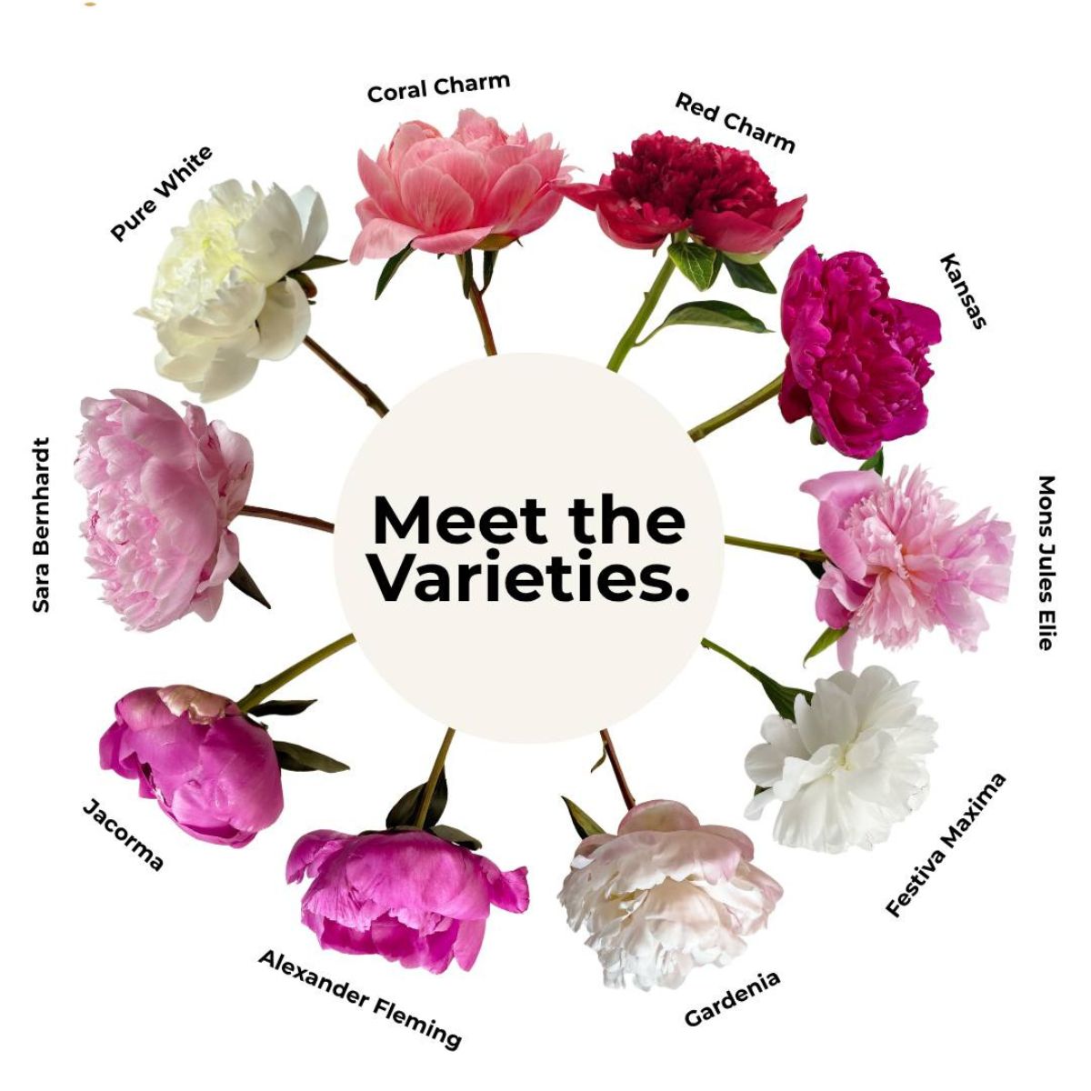 Meet the peony varieties