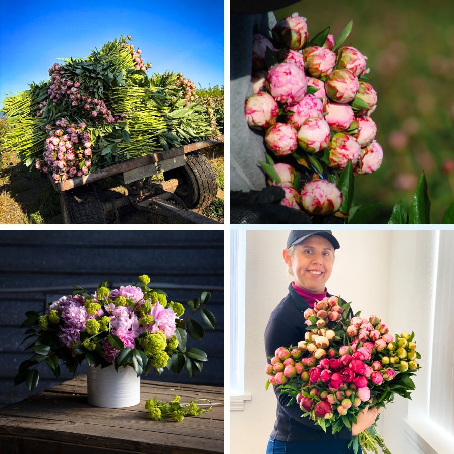 More peony content by CFG