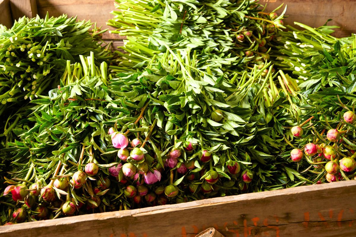 Stems of peonies by CFG