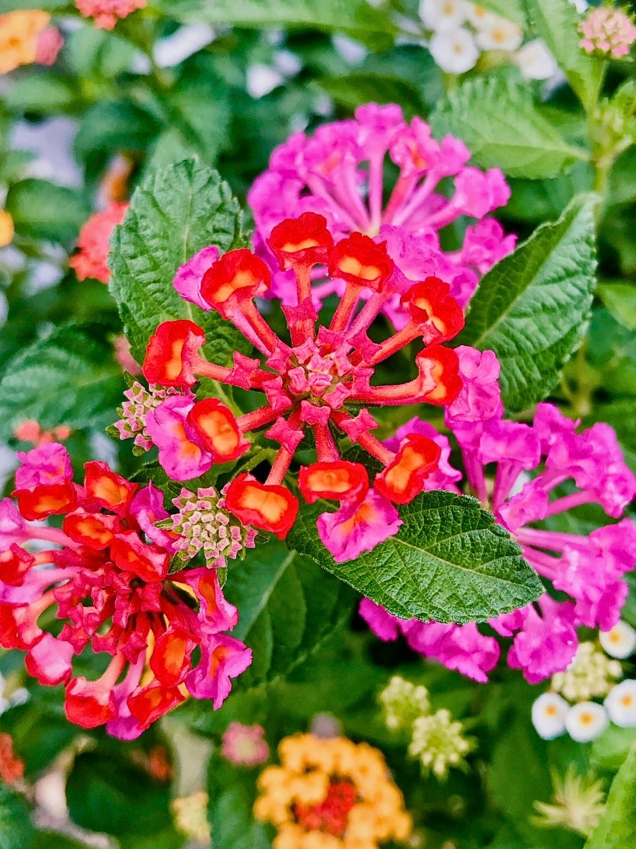 Why Do Some Flowers Change Their Colors?