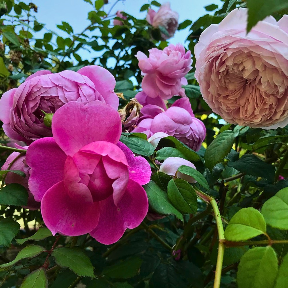 Why Do Some Flowers Change Their Colors?