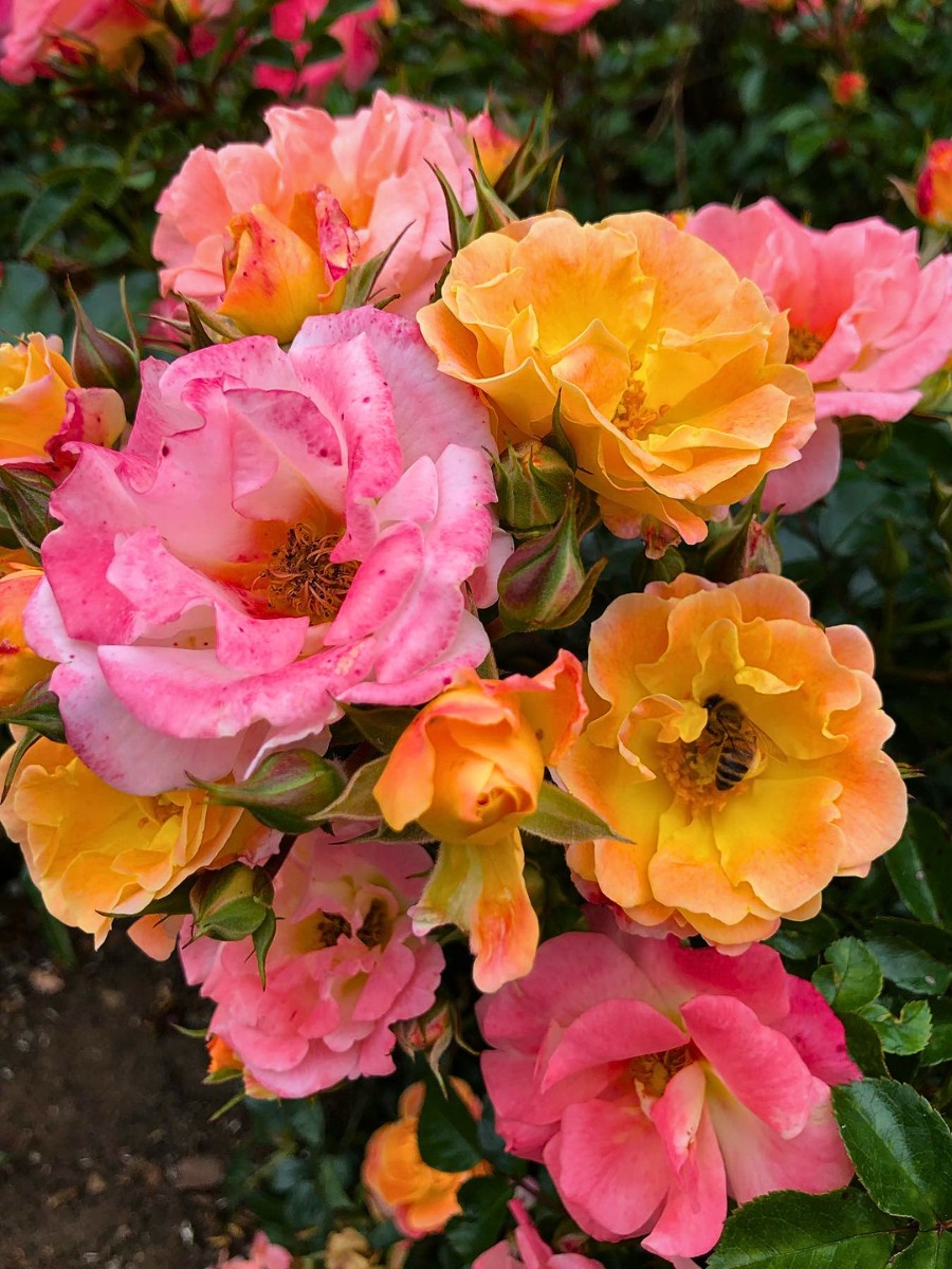 Why Do Some Flowers Change Their Colors?