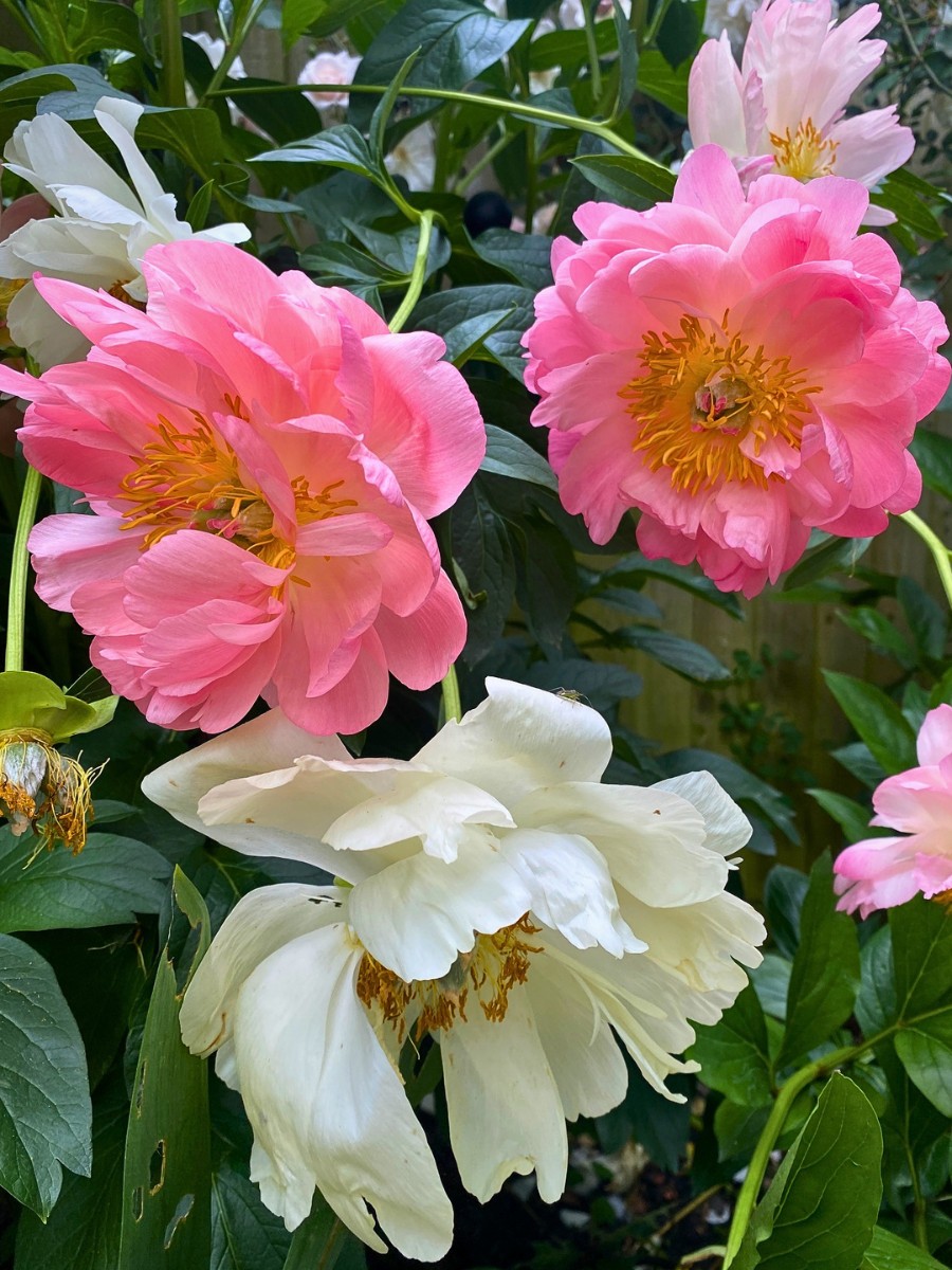 Why Do Some Flowers Change Their Colors?