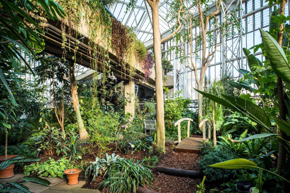 Inside the Barbarican Conservatory plants