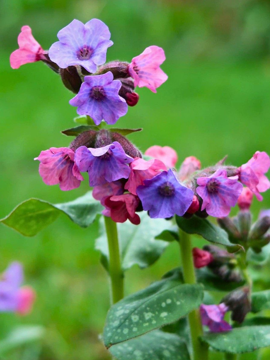 Why Do Some Flowers Change Their Colors?