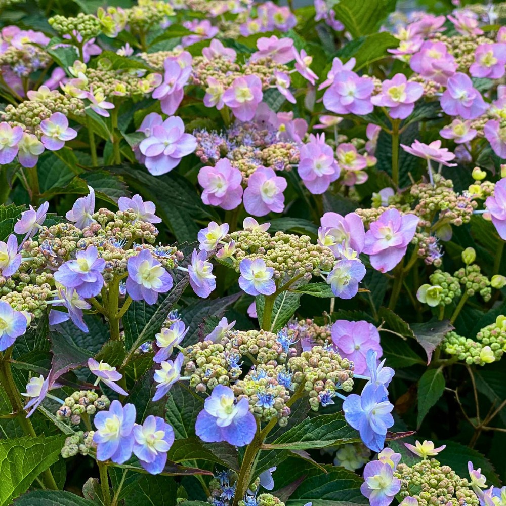 Why Do Some Flowers Change Their Colors?