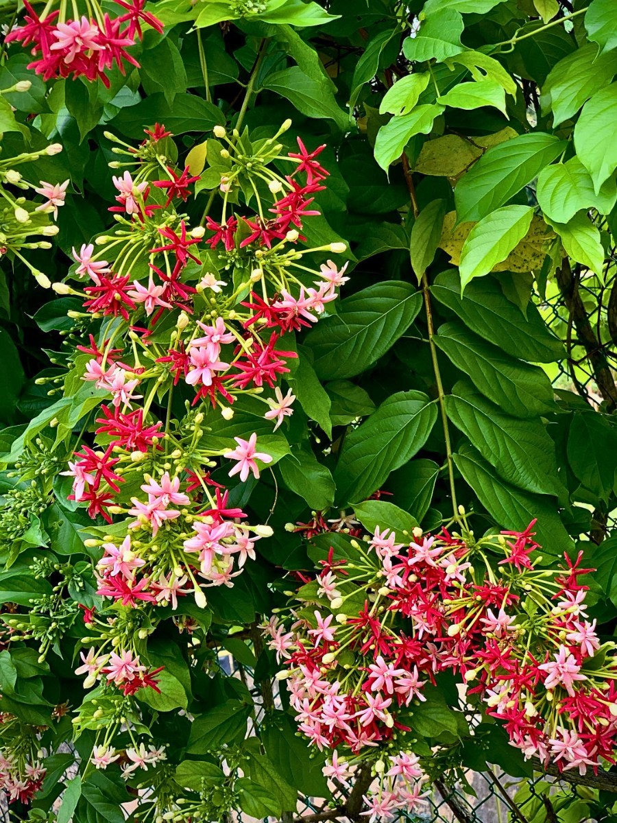 Why Do Some Flowers Change Their Colors?