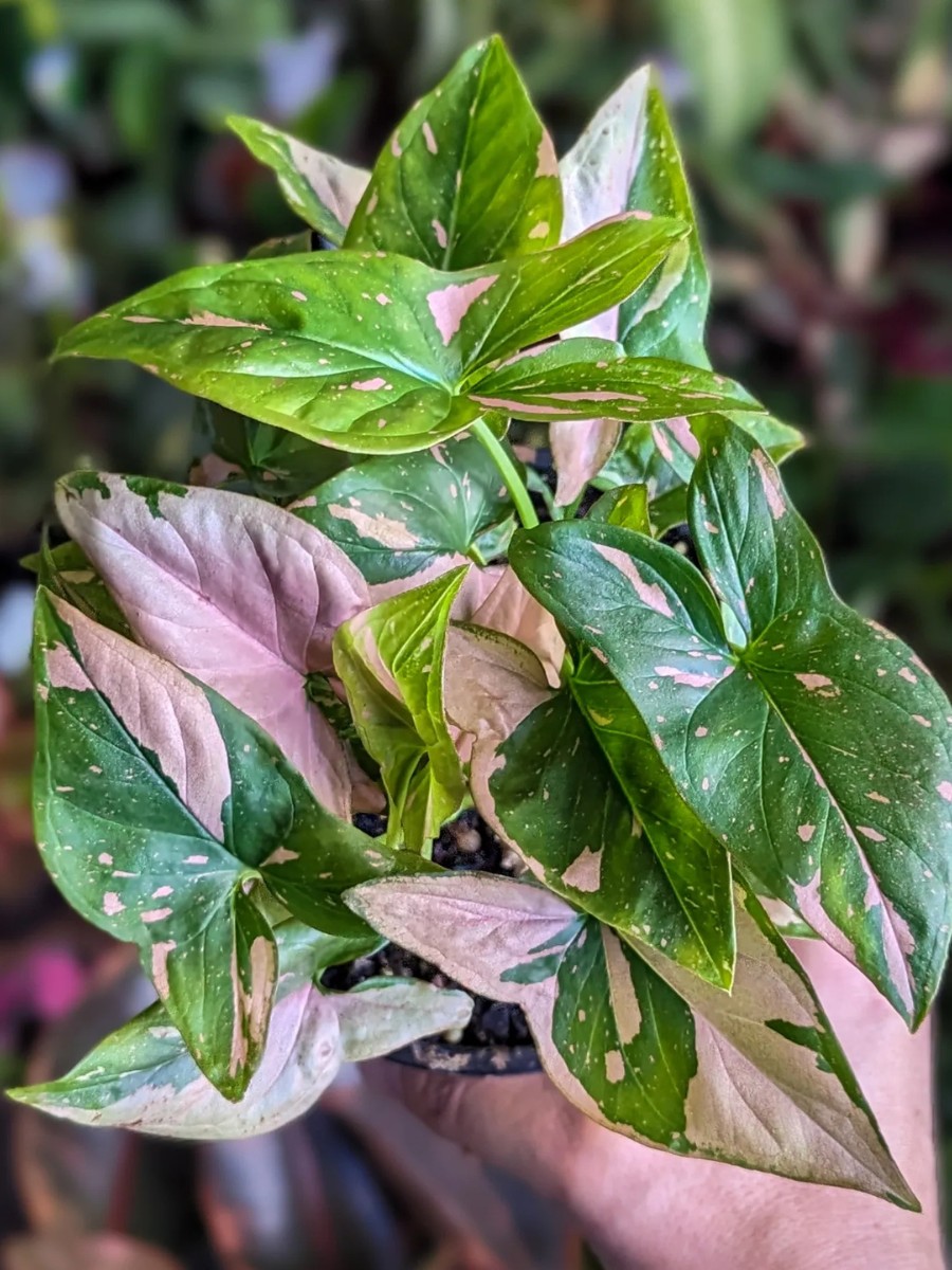 Benefits of Growing the Syngonium Arrowhead Plant Indoors