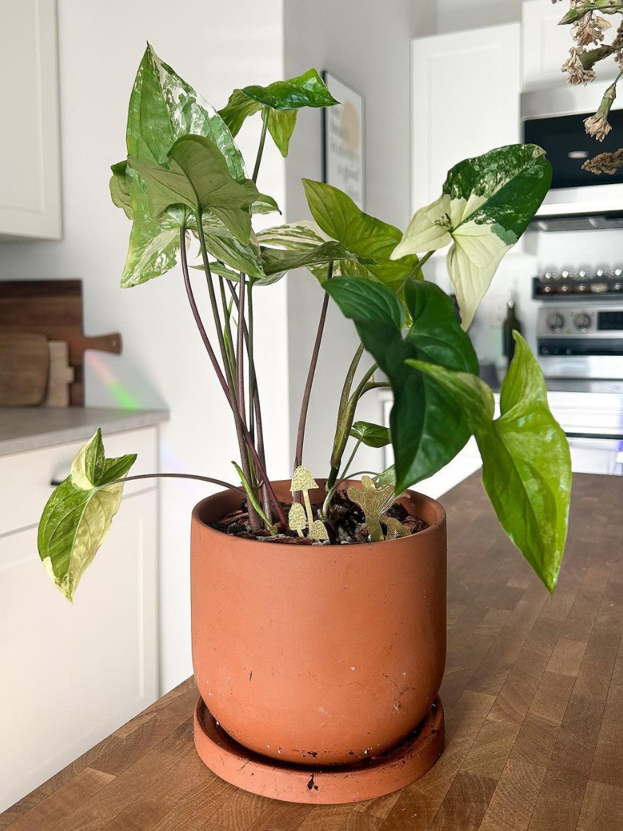 What is the Syngonium arrowhead plant? The Syngonium arrowhead plant is a tropical houseplant from the family Araceae, native to Central and South America.