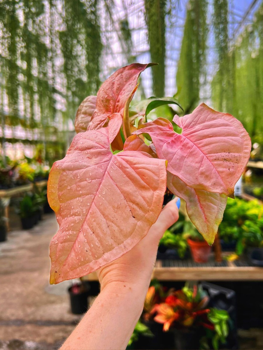 What are the most popular arrowhead plant Syngonium varieties? The arrowhead plant Syngonium varieties span a wide range of colors and forms. 