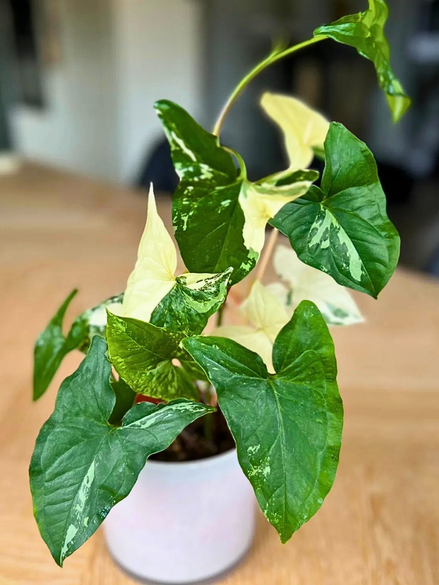 How do you grow Syngonium podophyllum arrowhead plant indoors? Learning how to grow Syngonium podophyllum arrowhead plant indoors is straightforward, making it ideal for beginners.