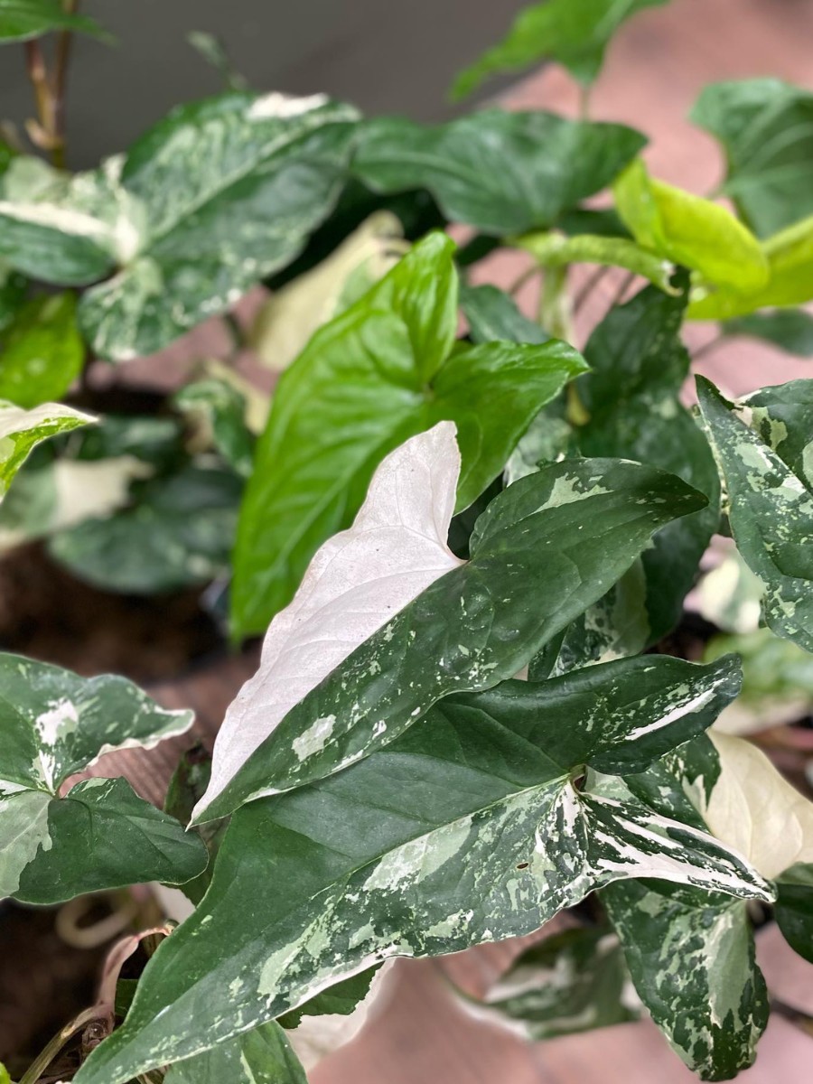 How do you grow Syngonium podophyllum arrowhead plant indoors? Learning how to grow Syngonium podophyllum arrowhead plant indoors is straightforward, making it ideal for beginners.