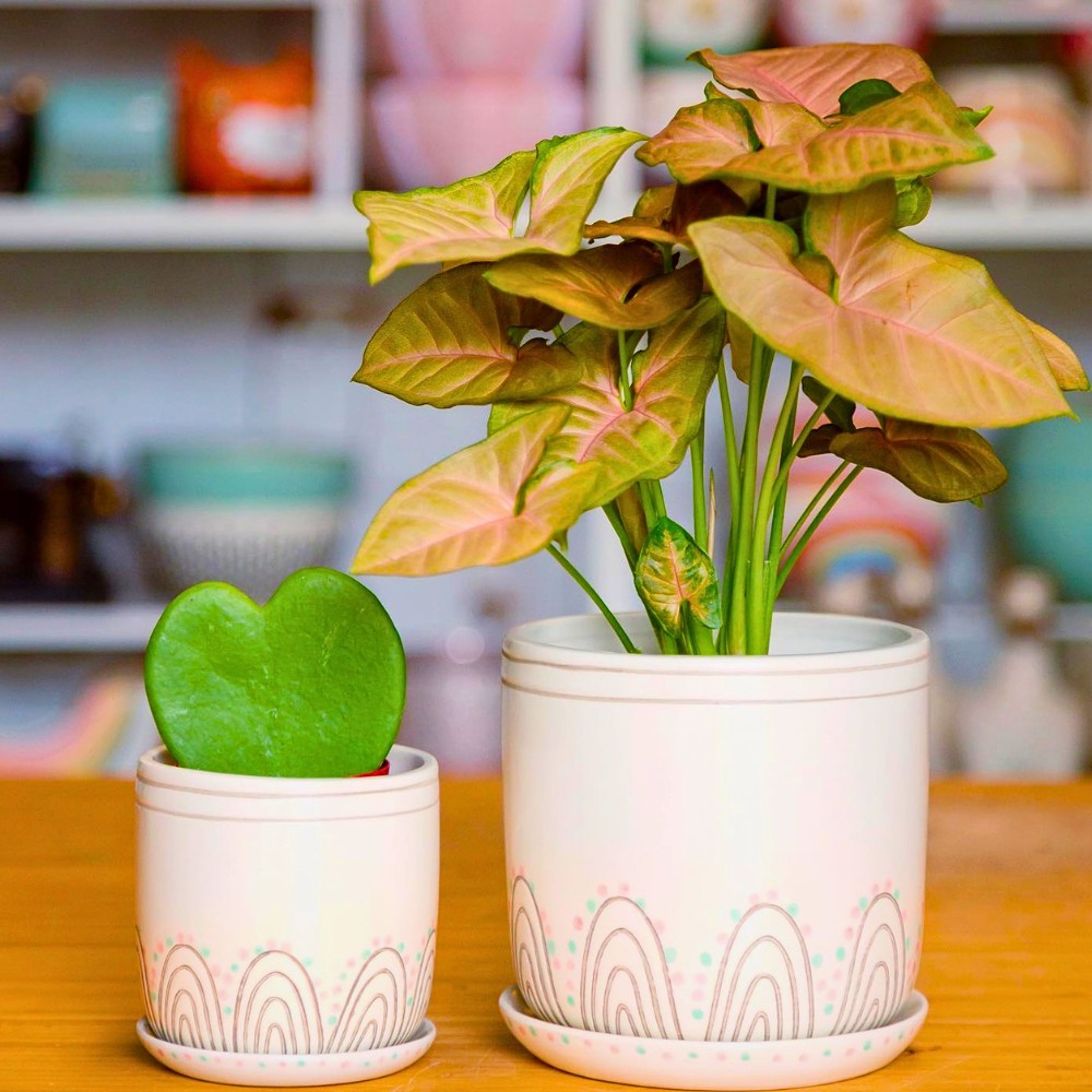 With basics covered, the Syngonium podophyllum arrowhead plant will reward you with vigorous, lush growth year-round.