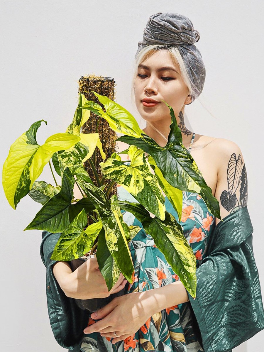 Learning how to grow Syngonium podophyllum arrowhead plant indoors is straightforward, making it ideal for beginners. 