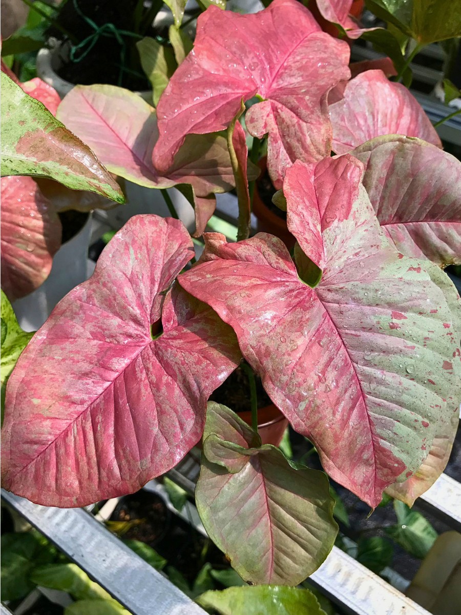 What are the most popular arrowhead plant Syngonium varieties? The arrowhead plant Syngonium varieties span a wide range of colors and forms. 