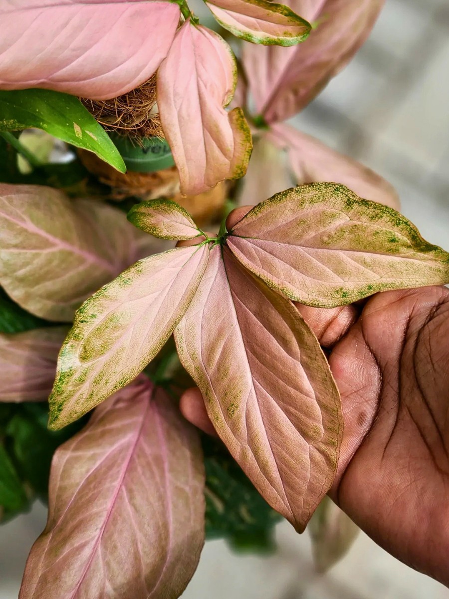 While all Syngonium podophyllum are Syngoniums, not all Syngoniums are podophyllum. Other species include Syngonium macrophyllum and Syngonium wendlandii, each with distinct leaf shapes and growth habits.