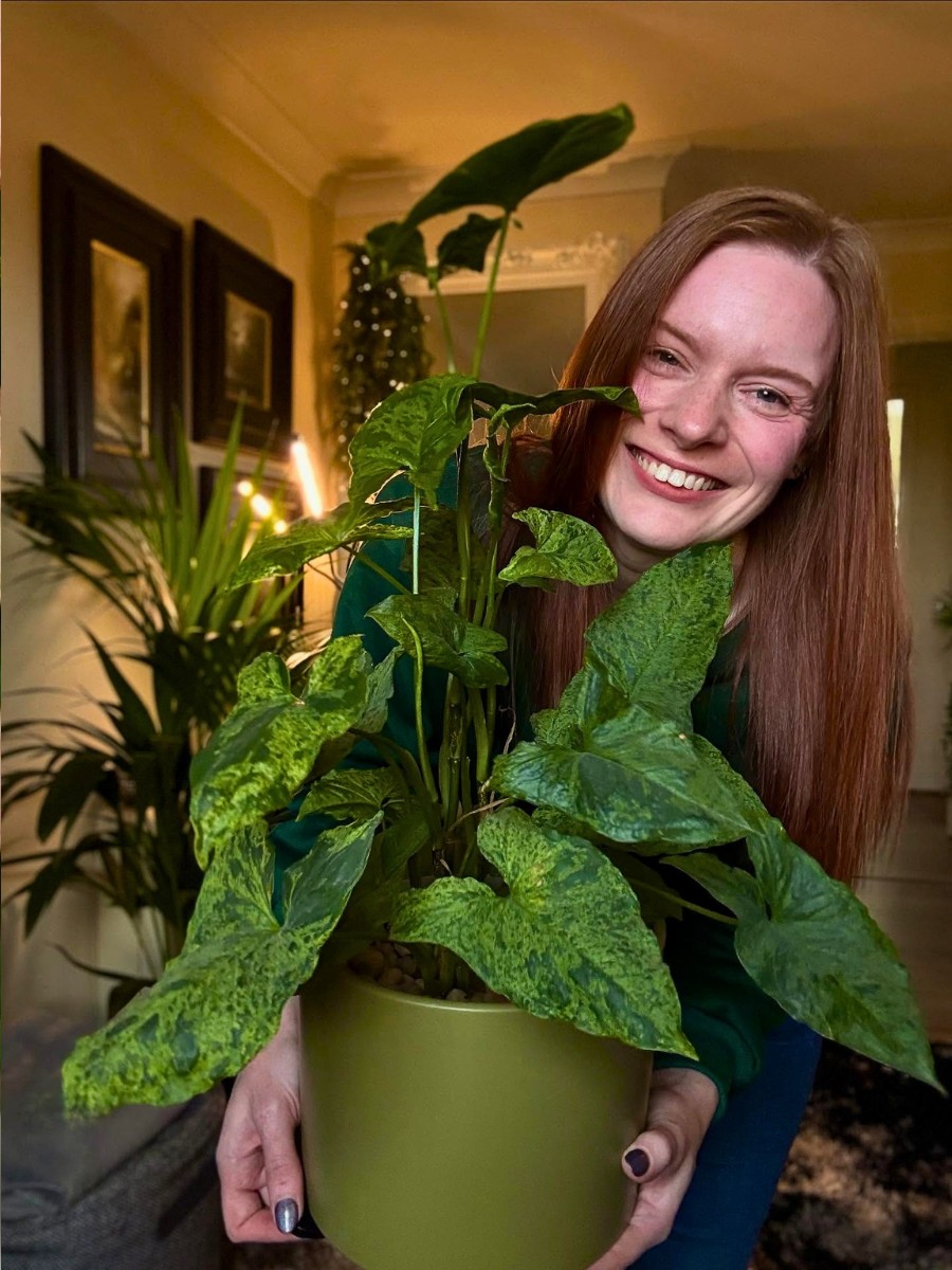 Propagating your arrowhead plant Syngonium podophyllum via stem cuttings is one of the easiest ways to expand your collection