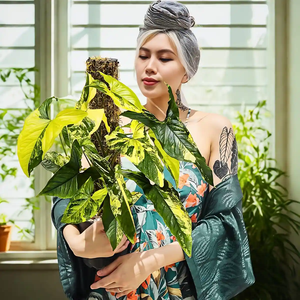 How to Grow Syngonium Podophyllum Arrowhead, Also Called Syngonium Arrowhead Plant, Arrowhead Plant Syngonium, Syngonium Podophyllum Arrowhead Plant, or the Arrowhead Plant Syngonium Podophyllum.