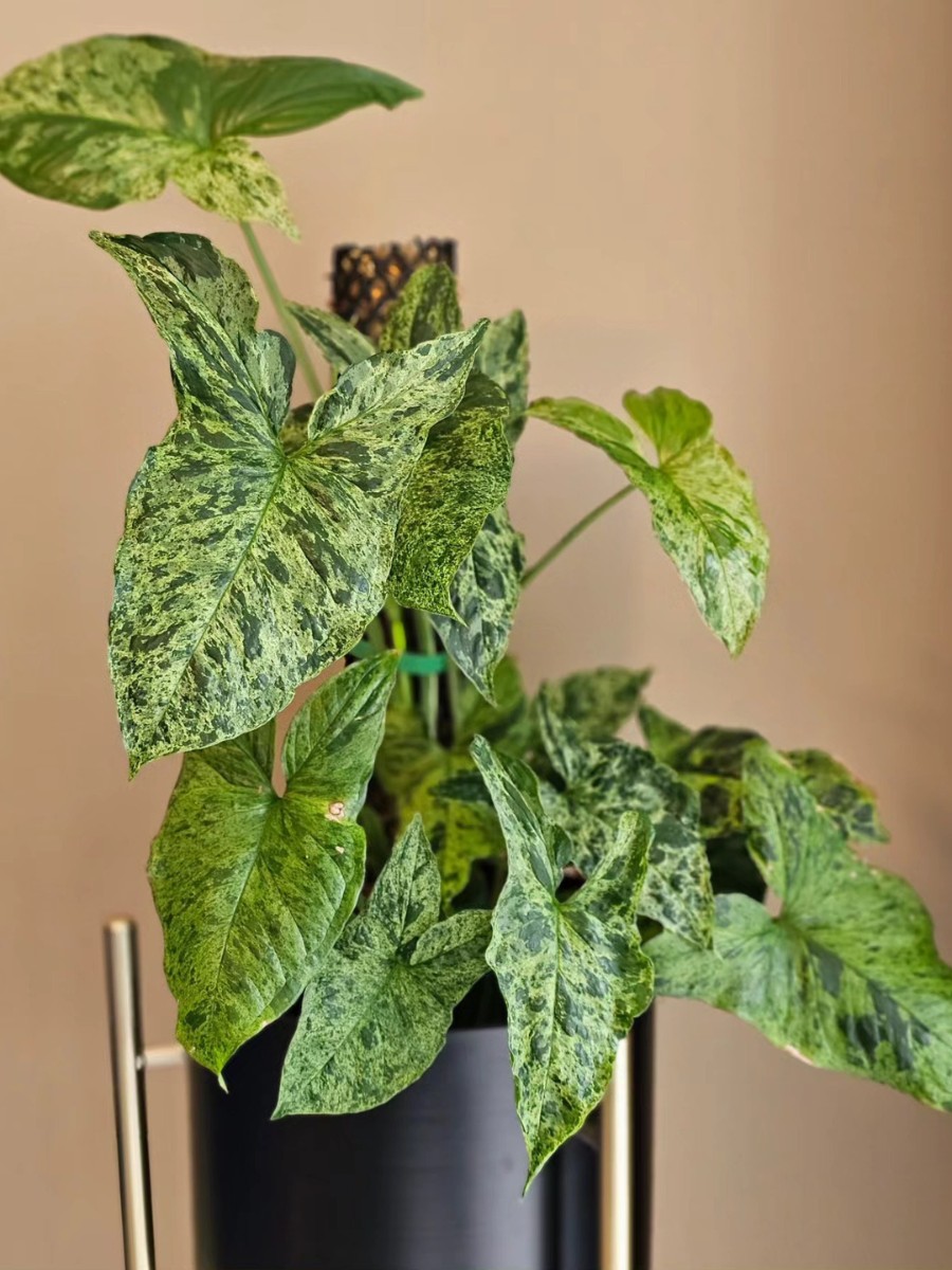 How to Grow Syngonium Podophyllum Arrowhead, Also Called Syngonium Arrowhead Plant, Arrowhead Plant Syngonium, Syngonium Podophyllum Arrowhead Plant, or the Arrowhead Plant Syngonium Podophyllum.