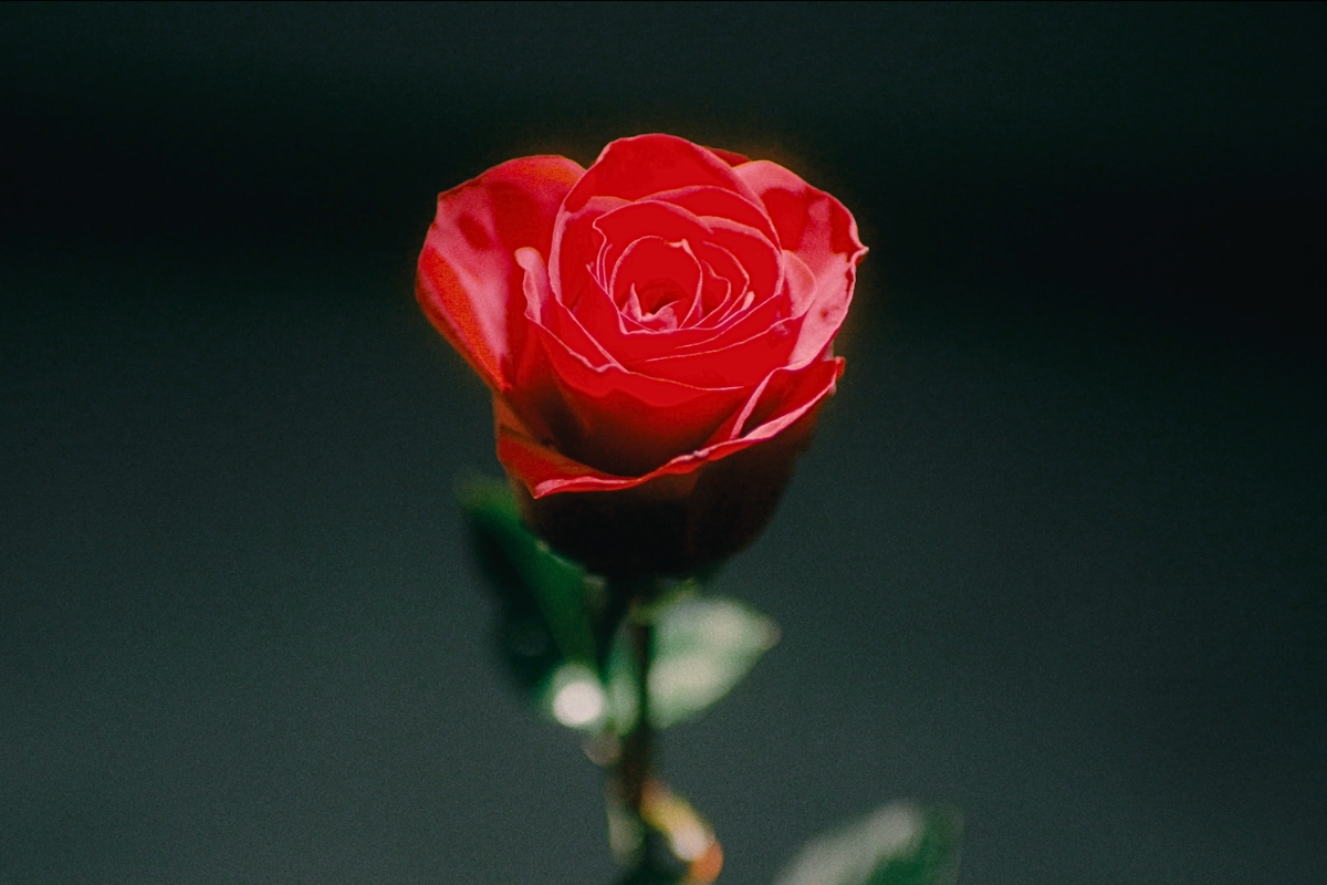 A red rose by Sunrite Farms